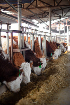 The cattle in the farm are eating grass
