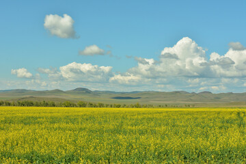 Obraz premium A huge field of yellow-flowering rapeseed at the foot of a range of high hills under a cloudy summer sky.