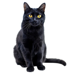  Black cat, yellow eyes, sitting posture, white background