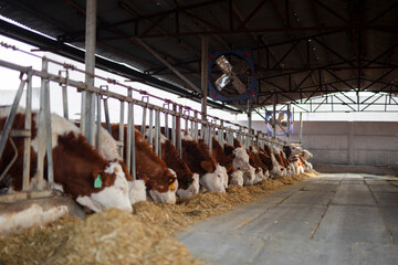 The cattle in the farm are eating grass