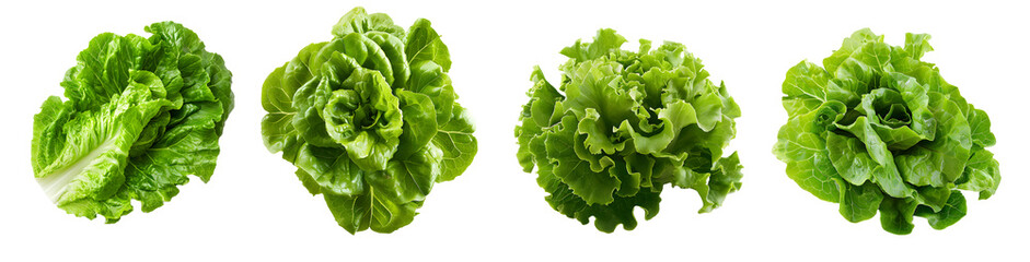 Lettuce isolated on a transparent PNG background, white background , Generative Ai