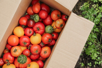 Harvesting Tomato summer harvest in cardboard box close up top view. Organic freshly harvested ripe colorful tomatoes in garden