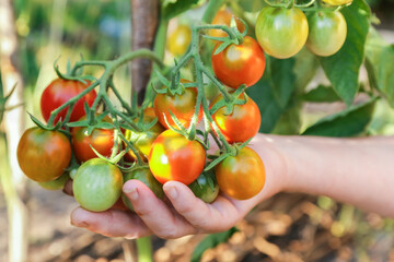 Harvesting Organic tomato cherry harvest in farmer hands close up in vegetable garden in sunlight. Tomatoes plant, gardening, farming