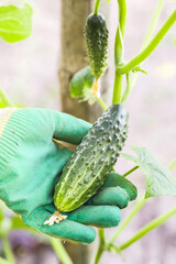 Organic cucumber harvest in farmer hand in vegetable garden close up. Harvesting fresh green cucumbers, gardening, farming
