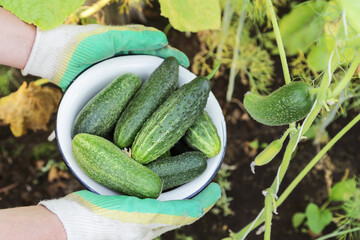 Organic cucumber harvest in farmer hand in garden close up. Cucumbers green plant, gardening, farming