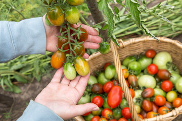 Farmer hands harvesting tomatoes in garden close up. Tomato plant, harvest. Organic gardening, farming
