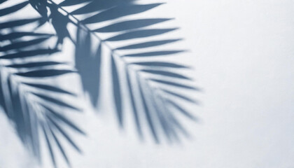 Abstract silhouette shadow white background of natural leaves tree branch falling on wall. blurry shadow of tropical leaves morning sun light.