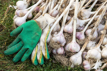 Garlic harvest. Bunch of freshly harvested garlic with gloves close up