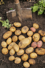 Potato close up. Freshly harvested organic potatoes harvest with shovel on soil ground in garden...