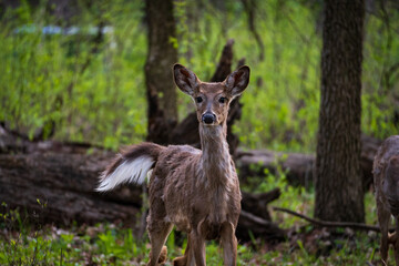Naklejka na ściany i meble White Tail Deer in Woods Deer Buck Doe Deer Spring Woods Forest White Tail Deer in Woods, Family of Deer, Fawn in the Forest, Deer Buck Doe Deer Spring Woods Forest