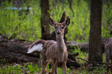 White Tail Deer in Woods Deer Buck Doe Deer Spring Woods Forest White Tail Deer in Woods, Family of Deer, Fawn in the Forest, Deer Buck Doe Deer Spring Woods Forest