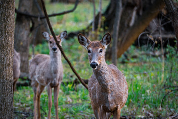 White Tail Deer in Woods Deer Buck Doe Deer Spring Woods Forest White Tail Deer in Woods, Family of Deer, Fawn in the Forest, Deer Buck Doe Deer Spring Woods Forest