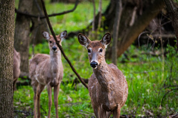 Naklejka na ściany i meble White Tail Deer in Woods Deer Buck Doe Deer Spring Woods Forest White Tail Deer in Woods, Family of Deer, Fawn in the Forest, Deer Buck Doe Deer Spring Woods Forest