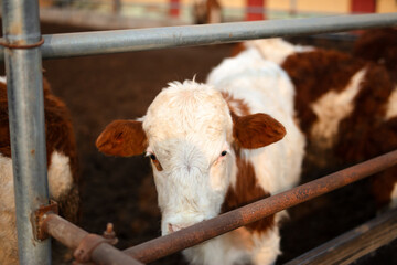 A calf in a cow stall