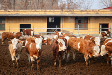 Cattle raised on a cattle farm