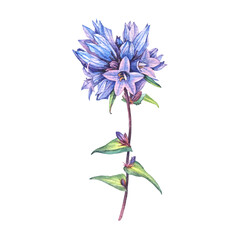 Watercolor bellflower Campanula isolated on white background. Hand-drawn spring and summer blue purple flower. Clipart for sticker florist or wrapping. Wildflower for wallpaper or sketchbook and card