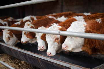 A calf in a cow stall