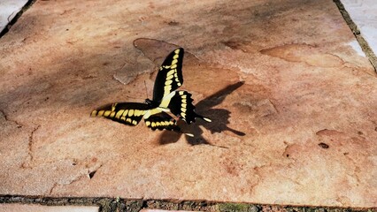 butterfly on the floor 