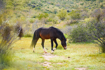 Wild Arizona Horses