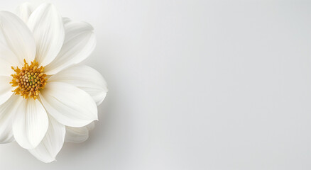 white daisy flower on white background