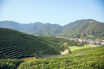 Longwu Tea Garden, Xihu District, Hangzhou City, Zhejiang Province-Tea garden scenery under the...