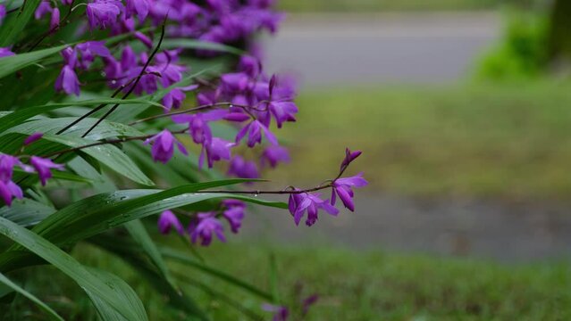 雨の日のしっとりとしたシラン