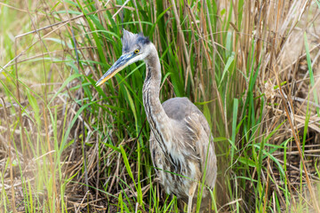 Juvenile Great Blue Heron practicing fishing