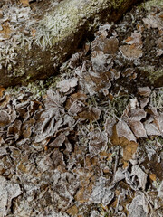 Frozen Fallen Leaves, Glasgow, Scotland, UK