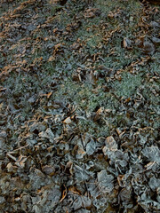 Frozen Fallen Leaves, Glasgow, Scotland, UK