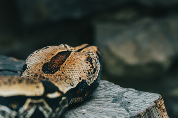 Detailed image of a boa constrictor snake coiled on wood, showcasing the scales and patterns
