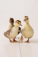 The beautiful little yellow ducklings