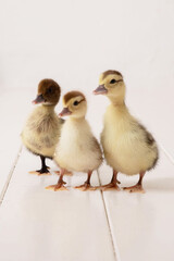 The beautiful little yellow ducklings