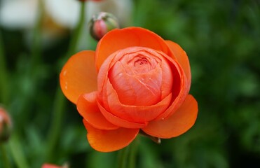 Closeup of orange color of Persian Buttercup, also known as Ranunculus Asiaticus