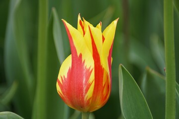 Closeup of the vibrant red and yellow Fire Wing tulip flower