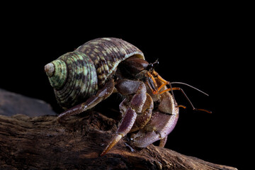 close-up of a beautiful hermit crab, Coenobita clypeatus