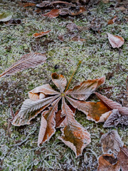 Frozen Fallen Leaves, Glasgow, Scotland, UK