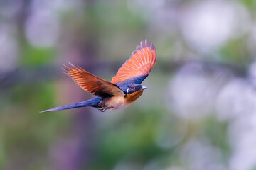 Beautiful Chestnut-winged Cuckoo bird flying in the forest.