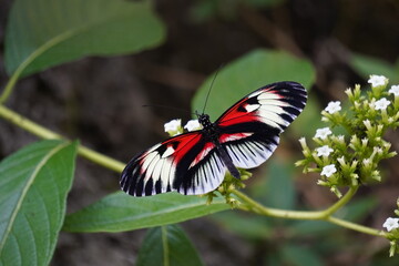Piano Key Butterfly
