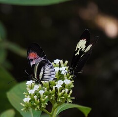 Two Red Postman Piano Key Butterflies on a Flower