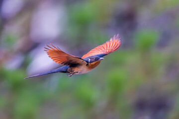 Beautiful Chestnut-winged Cuckoo bird flying in the forest.