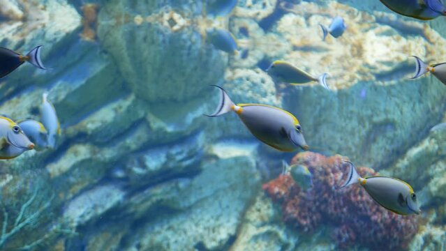 Naso Tang - Tropical Grey and Yellow Fish swimming on aquarium