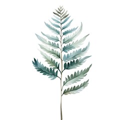Watercolor fern branch isolated on white background. Hand drawn illustration.