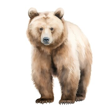 3D digital render of a brown bear isolated on white background.