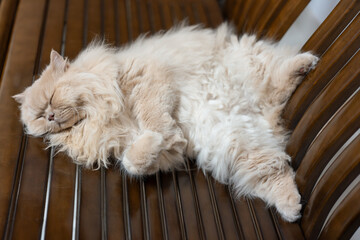 Yellow cute British long-haired pet cat, sleeping on a wooden sofa bed, showing funny sleeping...