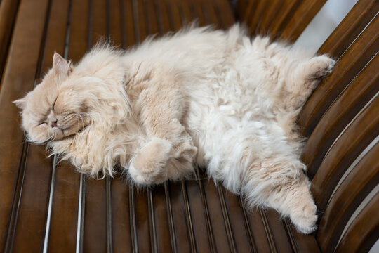 Yellow cute British long-haired pet cat, sleeping on a wooden sofa bed, showing funny sleeping posture