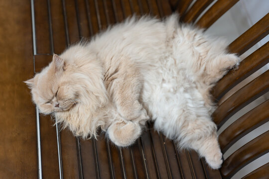 Yellow cute British long-haired pet cat, sleeping on a wooden sofa bed, showing funny sleeping posture
