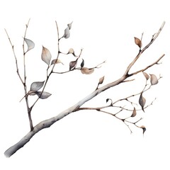 Watercolor branch of eucalyptus isolated on white background