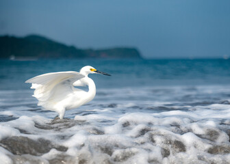 seagull on the shore