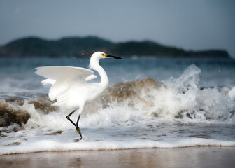 snowy egret on the beach