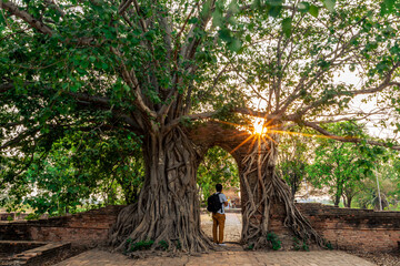 background of large trees that grow in the area of religious tourist attractions in Ayutthaya Province of Thailand, Wat Phra Ngam (Portal of Time) is an ancient historical site.